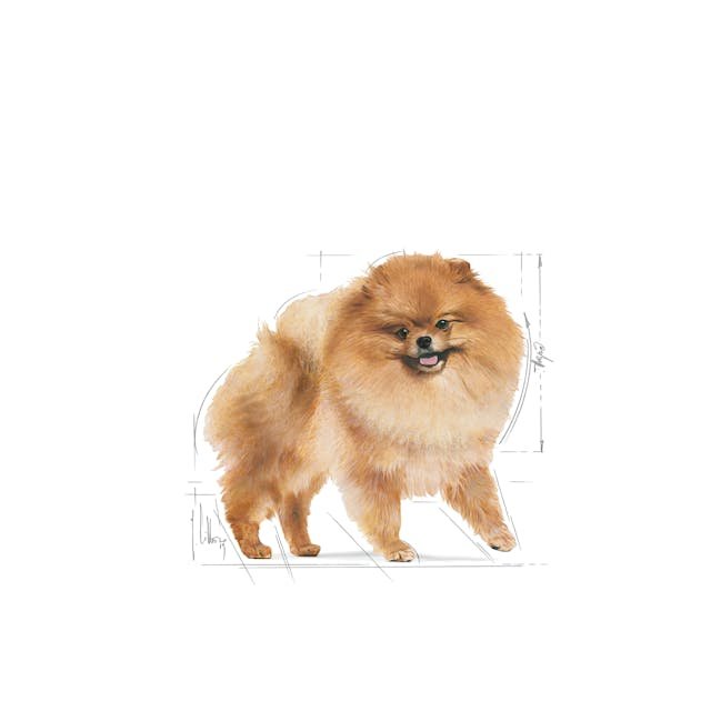 pomeranian-adult-emblematic-facing-bhn20_1.jpg