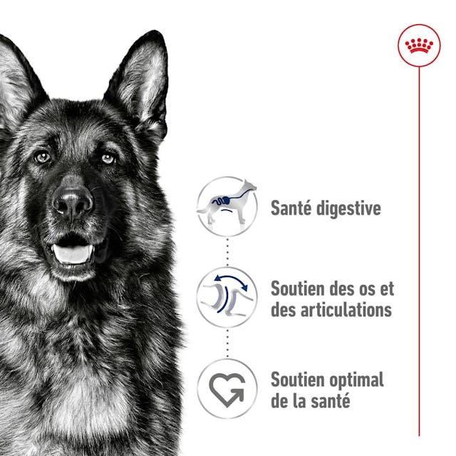 rc-shn-maxiadult-pork-cv-1-fr-fr-pdf.jpg