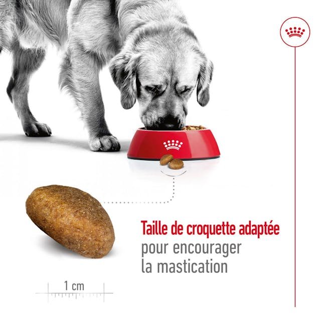 rc-shn-maxiadult-pork-cv-3-fr-fr-pdf.jpg