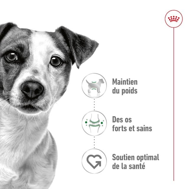 rc-shn-miniadult-pork-cv-1-fr-fr-pdf.jpg