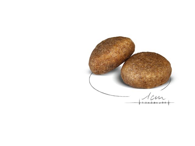 shn24-maxi-ad-dry-kibbles-b1.jpg