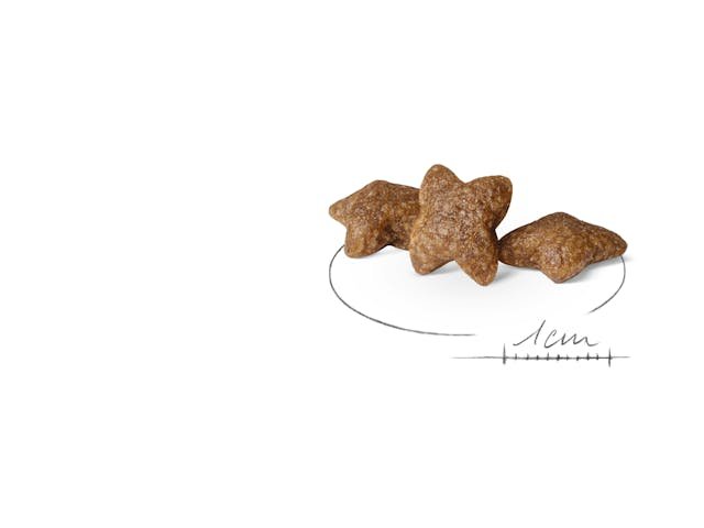 shn24-mini-ad-dry-kibbles-b1.jpg